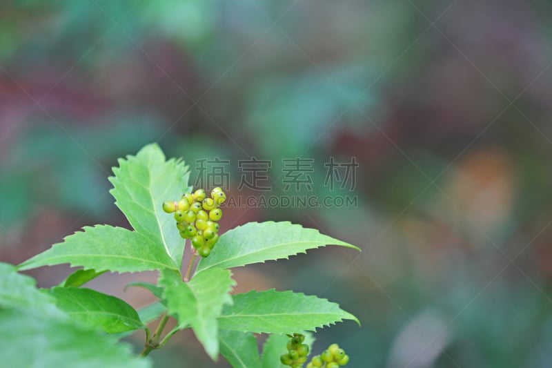 牧野,植物,水平画幅,绿色,秋天,无人,蓝色,日本,神奈川县,摄影