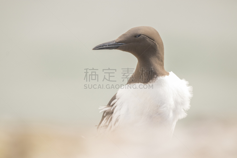 海鸽,海鸦,岛,前景聚焦,内腔,野生动物,英国,动物,鸟类,水生动植物