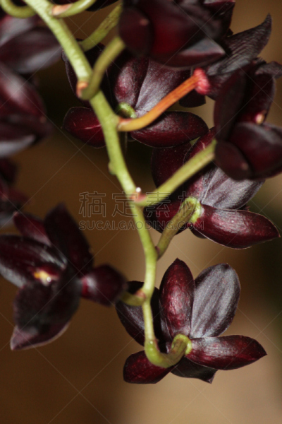 兰花,自然,垂直画幅,美国,雄蕊,无人,特写,单子叶植物,植物茎,植物