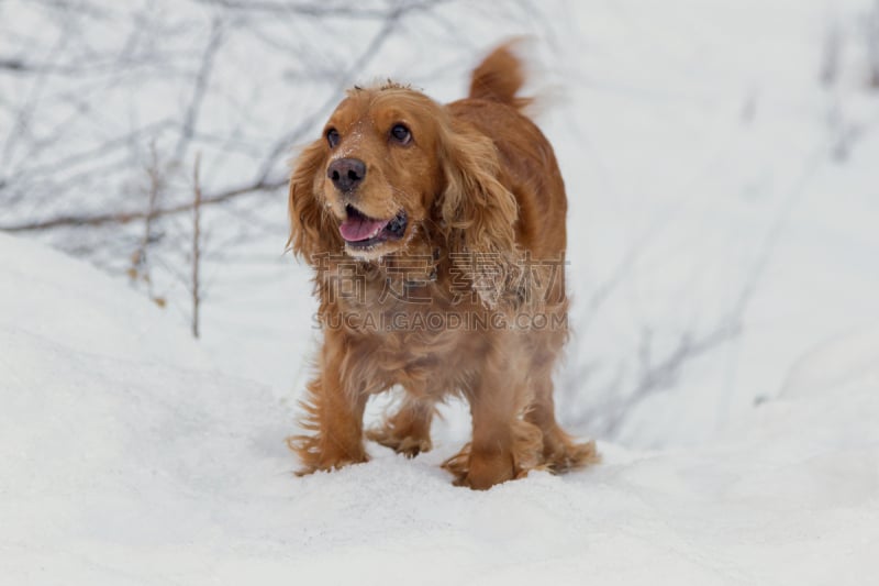 冬天,英国小猎犬,冷,史宾格犬,斯班尼犬,忠诚,哈萨克斯坦,美,褐色,水平画幅