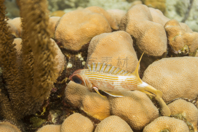 longspine squirrelfish,松鼠鱼,红袋鼠,水平画幅,无人,水下,野外动物,生物学,海洋,礁石