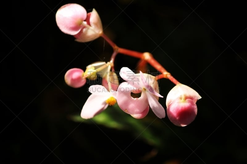 粉色,黑色背景,水平画幅,无人,夏天,户外,特写,泰国,秋海棠,花束