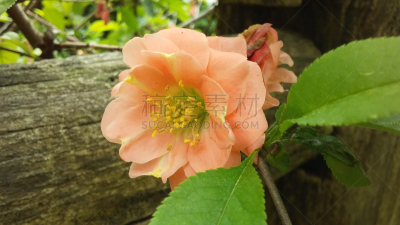 莎翁花园,皱皮木瓜,中央公园,温柏,曼哈顿,纽约州,纽约,春天,花朵,茶花