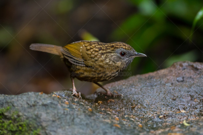 鹪鹩,babbler,长时间曝光,美,水平画幅,鸟类,动物身体部位,野外动物,户外,泰国