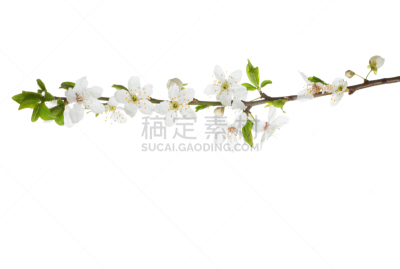 Branch in blossom isolated on white. Cherry plum