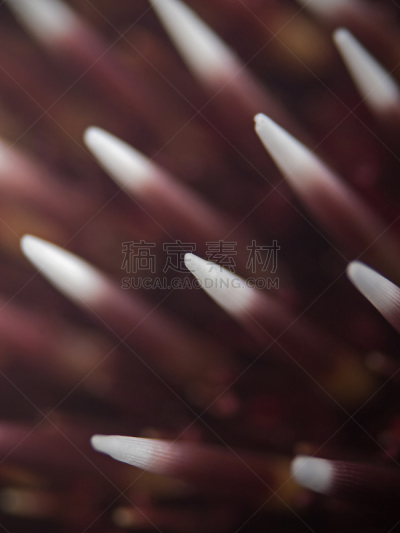 动物脊骨,海胆,垂直画幅,选择对焦,动物学,厄尔巴岛,水下,动物习性,野外动物,户外