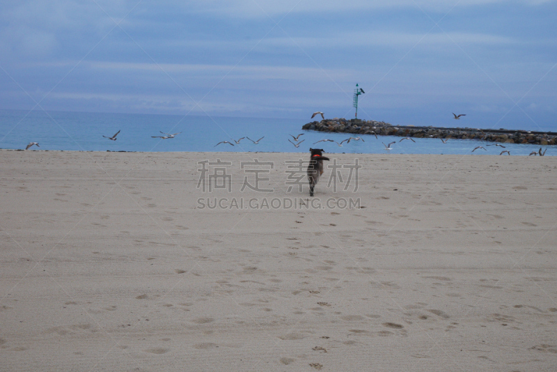 海滩,狗,水,天空,水平画幅,沙子,无人,鸟类,湿,夏天