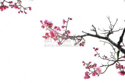 春天,梅花,分离着色,南京,江苏省,花蕾,花头,花瓣,樱桃,花朵
