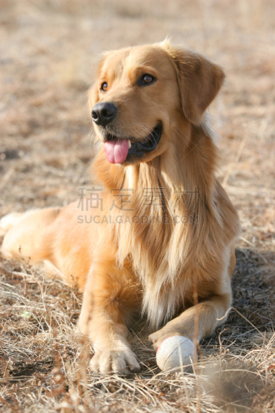 金毛寻回犬,狗,垂直画幅,美,幸福,纯种犬,可爱的,快乐,户外,幽默