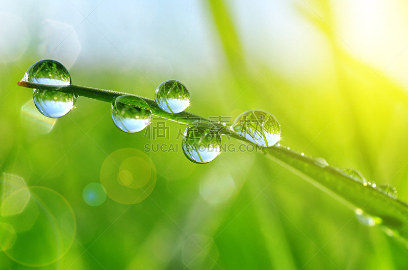 露水,草,清新,雨滴,湿,水滴,大特写,叶子,绿色,水