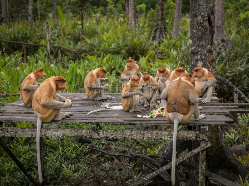 长鼻猴,山打根,加里曼丹,哥打基纳巴卢,古晋,马来西亚东部,动物长鼻,红树,红树林,婆罗洲岛