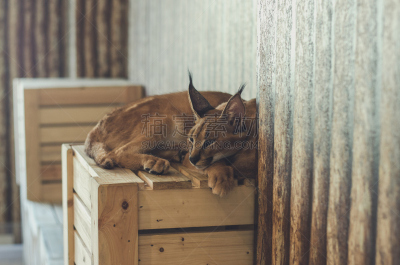 狞獾,野生猫科动物,自然,褐色,野生动物,水平画幅,可爱的,无人,猫科动物,巨大的