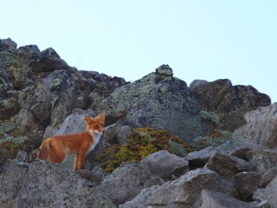 红狐,自然美,野外动物,山,堪察加边疆区,可爱的,科里亚克火山,动物主题,野生动物,肖像