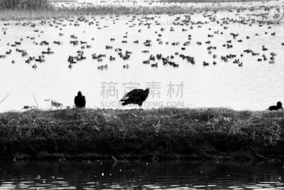 鸟类,自然,自由,野生动物,图像,马利斯维尔,加利福尼亚,野外动物,动物群,美国