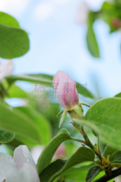 春天,花蕾,温柏,农业,皱皮木瓜,清新,色彩鲜艳,自然美,色彩饱和,3到4个月