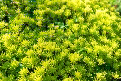 景天属植物,景天科,火焰,越南,清新,边框,母鸡,植物,户外,园艺