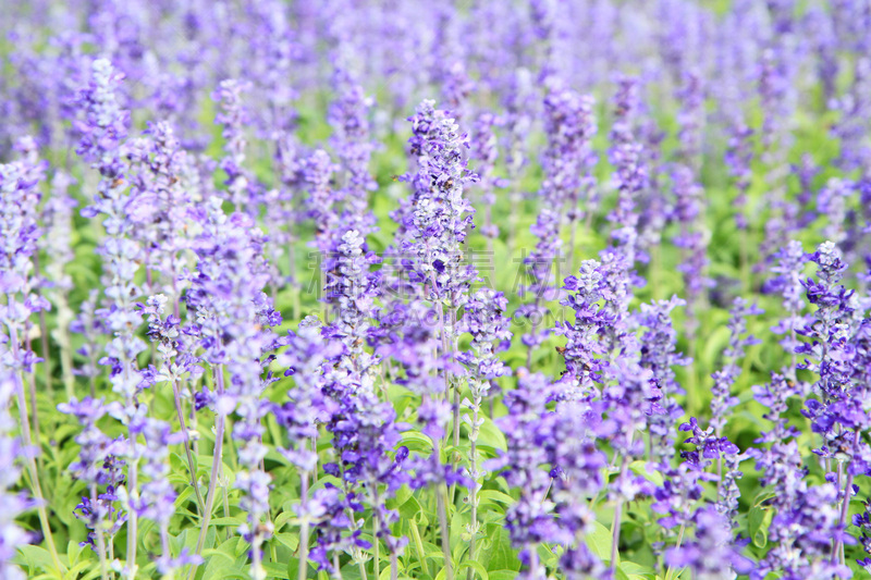 Lavender flowers