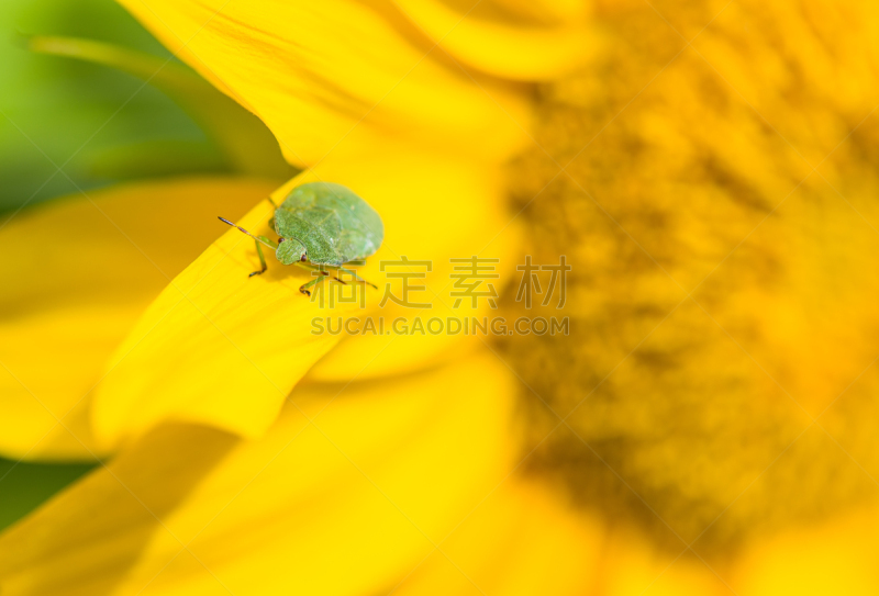 green shield bug,盾蝽,水平画幅,无人,户外,特写,仅一朵花,植物,植物学,清新