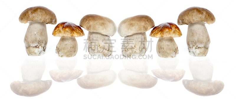 蘑菇,分离着色,白色背景,伞形毒菌,鸡油菌,水,褐色,水平画幅,无人,湿
