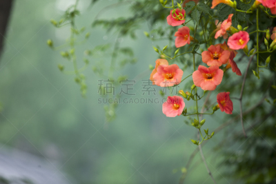 小号,攀缘植物,自然,有蔓植物,水平画幅,橙色,无人,丰富,夏天,户外