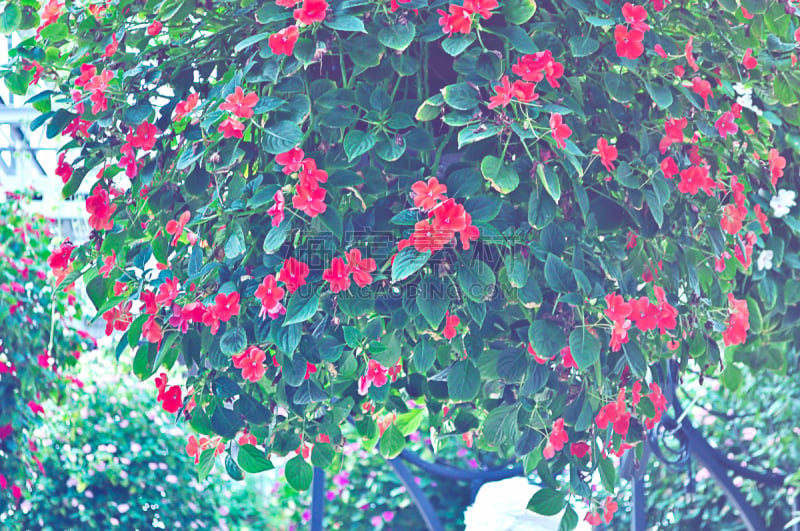 Red flower in garden