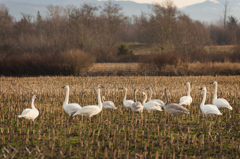 trumpeter swan,水平画幅,优美,鸟类,动物身体部位,野外动物,户外,美洲,水禽,白色