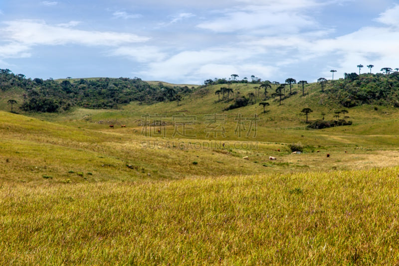 Great pasture at the top of Espraiado Canyon, with Araucarias trees in the background, city of Grão Para, Santa Catarina, Brazil