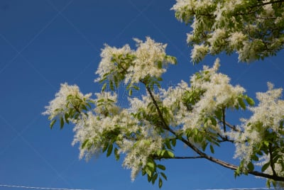 灰树,芳香的,水平画幅,山,无人,户外,白色,植物,植物学,灌木