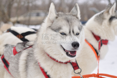 西伯利亚哈士奇犬,美,动物嘴,水平画幅,雪,美人,动物身体部位,户外,哺乳纲,白色