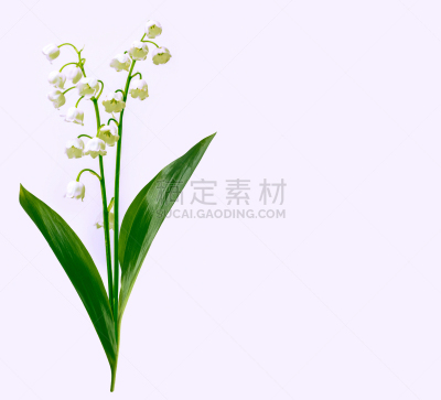 铃兰,背景分离,浪漫,香水,小的,春天,植物,夏天,铃,植物茎