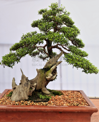菲律宾,盆景,垂直画幅,美,桃金娘木,小的,传统,比例,千屈菜科,限制空间