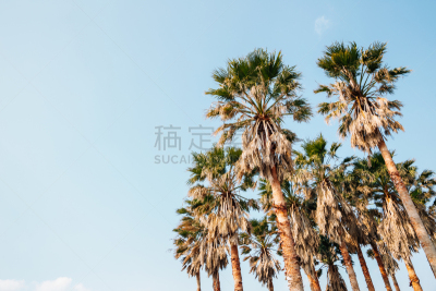 韩国,济州岛,鸡尾酒,棕榈树,空的,热带气候,世界遗产,著名景点,朝鲜半岛,植物
