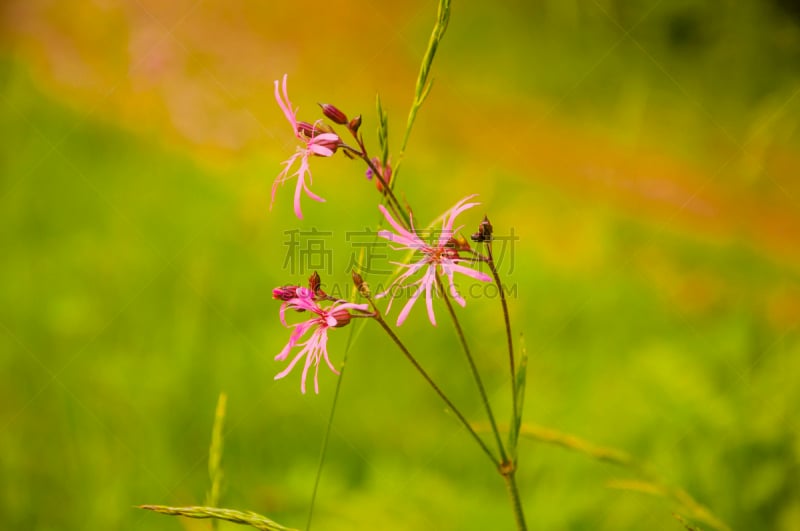 仙翁花,里拉符号,美,水平画幅,夏天,户外,草,特写,仅一朵花,花蕾