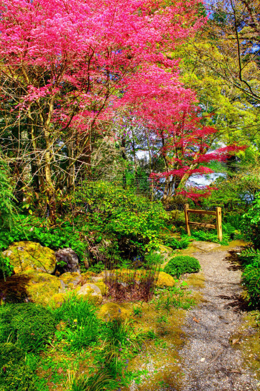 枝,粉色,花朵,公园,垂直画幅,美,无人,美人,早晨,草坪