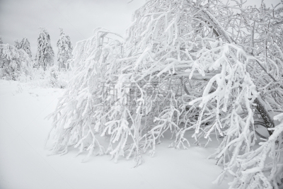 冬天,徒步旅行,德国高速列车,黑森林,水平画幅,山,雪,无人,户外,针叶树