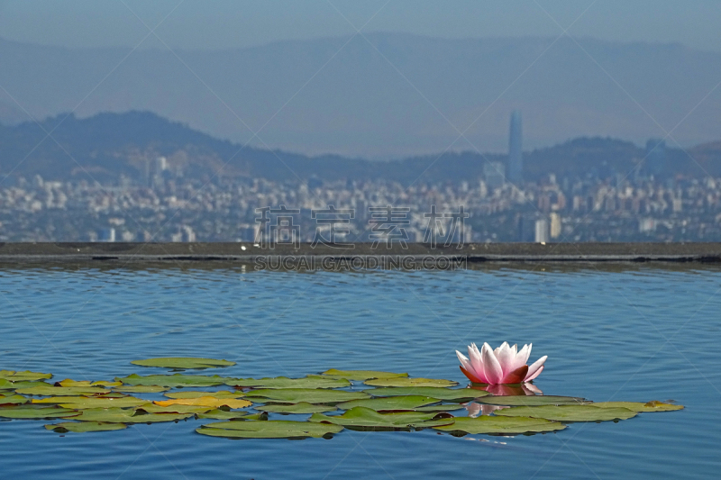 荷花,城市生活,亚洲睡莲,圣地亚哥 ,美国睡莲,池塘,自然美,湖,波浪,植物