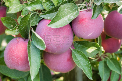悬挂的,水平画幅,无人,生食,户外,农作物,果园,清新,农业,苹果树