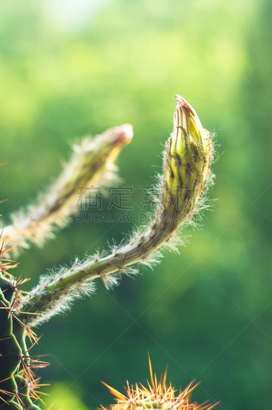 仙人掌,桶仙人掌,垂直画幅,芳香的,下水塞,装管,荆棘,尖利,夏天,干的