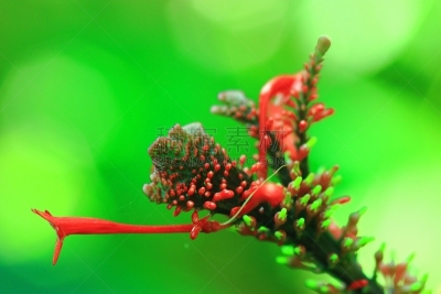自然美,红松,美,兰花,公园,水平画幅,无人,优美,夏天,泰国