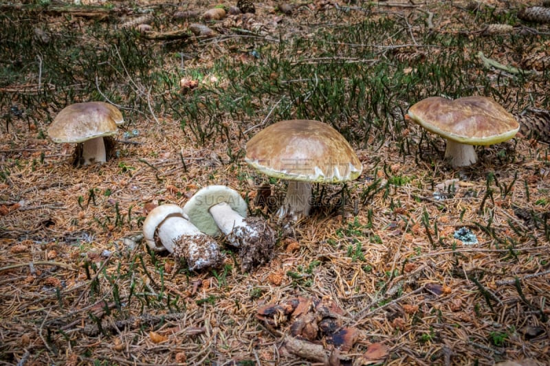 组物体,食用菌,美味牛肝菌,接力赛,褐色,水平画幅,素食,苔藓,生食,夏天