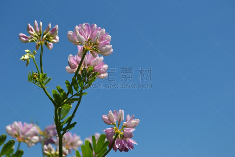 小寇花,自然,天空,美,草地,美国,水平画幅,绿色,无人,蓝色