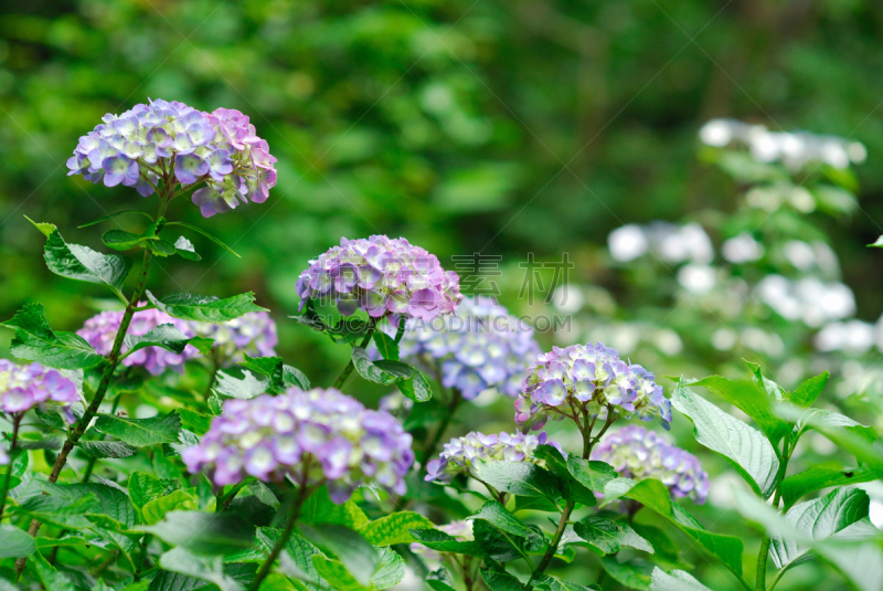 八仙花属,植物,水平画幅,无人,亚洲,东京,日本,关东地区,城市,摄影