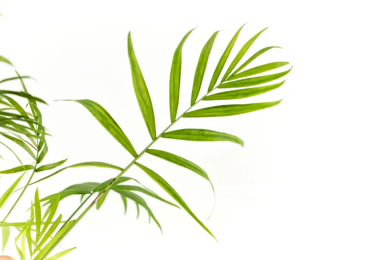 植物 白色背景 绿色 自然 美 水平画幅 无人 抽象 椰子 赤素馨花图片素材下载 稿定素材