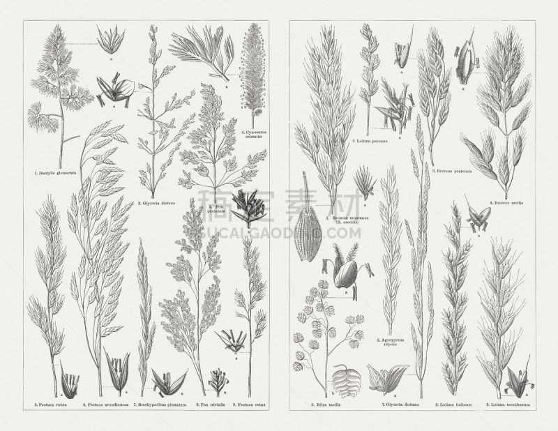 Grasses, wood engravings, published in 1897