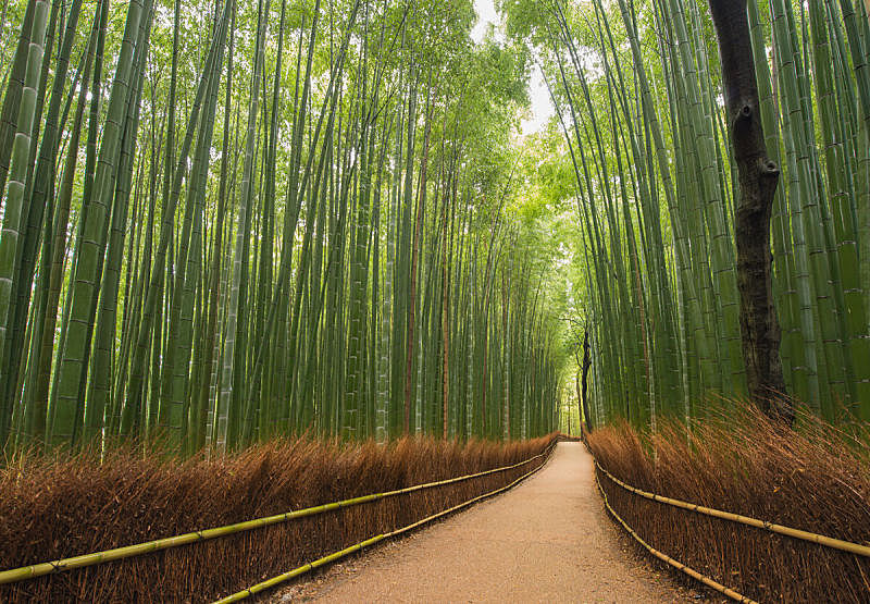 竹林 京都府 嵯峨野 岚山 京都市 竹 日本 笋 森林 里山图片素材下载 稿定素材