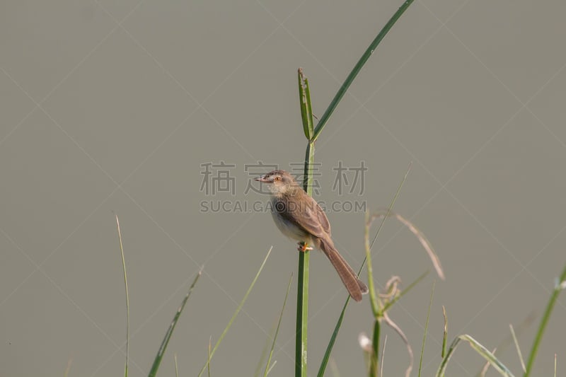 平原,鹪莺,褐色,颈,水平画幅,鸟类,鸣鸟,动物身体部位,野外动物,户外