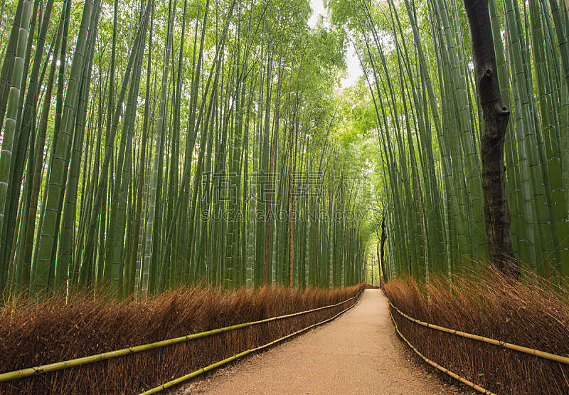 竹林 京都府 嵯峨野 岚山 京都市 竹 日本 笋 森林 里山图片素材下载 稿定素材