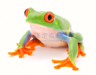 哥斯达黎加,红色,动物,树蛙,雨林,猴子,鸡尾酒,可爱的,自然,濒危物种