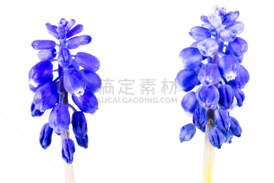 葡萄风信子,蓝色,分离着色,白色背景,自然美,手部骨骼,萼片,风信子,雄蕊,美
