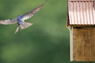 鸟类,小鸟,树燕,未来,父母,等,自然,野生动物,图像,翅膀